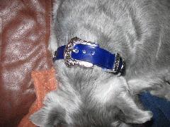 Dog-Collars-Blue-SilverBuckle.jpg